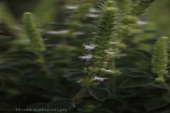 Pogostemon mollis
